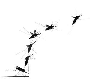 Fotomontage vom Abflug einer Stechmücke nach der Blutmahlzeit