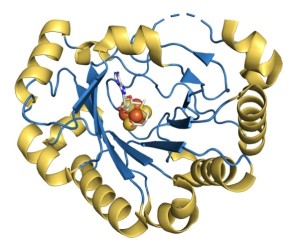 Modell der Molekülstruktur von Viperin