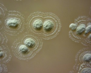 Kolonien der neu entdeckten Keimart Streptomyces myrophorea