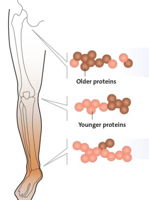Knorpel von Hüft-, Knie- und Fußgelenken unterscheidet sich in der Regenerationsrate der Knorpelproteine.
