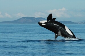Großer Schwertwal (Orcinus orca), Alter 72 Jahre