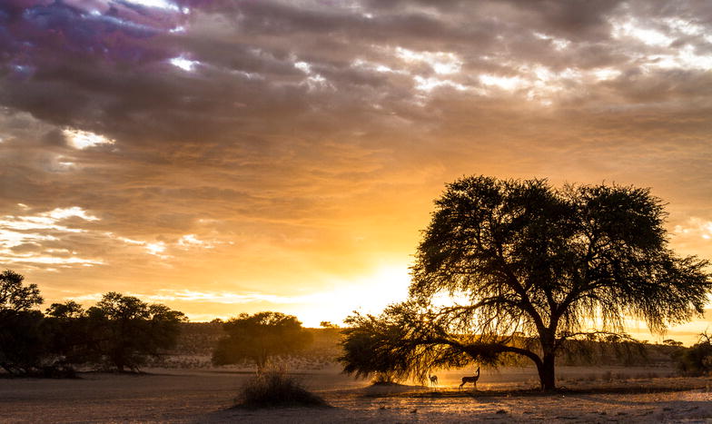 Gesamtsieger des Fotowettbewerbs “BMC Ecology Image Competition 2016” ist das Foto von Davide Gaglio. Es zeigt eine Impression aus der Kalahariwüste: Kgalagadi Transfrontier National Park bei Sonnenaufgang. In einem Editorial der Zeitschrift “BMC Ecology” werden sämtliche prämierten Fotografien vorgestellt (http://dx.doi.org/10.1186/s12898-016-0090-z).