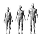 Nicht nur die Statur entscheidet über die Attraktivität des nackten Mannes. Durchschnittliche (Mitte) und extreme (rechts und links) Körperproportionen und Penisgrößen 
