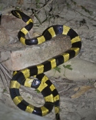 Giftnattern der Gattung Bungarus zählen zu den gefährlichsten Giftschlangen Nepals.