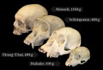 Schädel von Mensch, Schimpanse, Orang-Utan und Makake mit Angabe des mittleren Hirngewichts