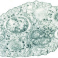 Das parasitische Bakterium Wolbachia innerhalb einer Insektenzelle