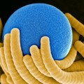 Winzige Partikel können die Nanospiralen auf Wunsch festhalten