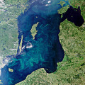 Quelle für Biosprit: Blaualgen-Teppich in der Ostsee, aufgenommen mit dem ESA-Satelliten Envisat am 11. Juli 2010