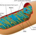 Mitochondrien liefern Strom in Bio-Brennstoffzellen