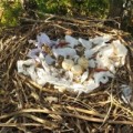 Geschmücktes Nest eines elf Jahre alten Schwarzmilans 