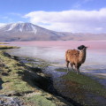 Salzsee Salar de Uyuni in der Andenregion von Bolivien