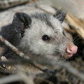 Heute lebende Opossums sind eher einzelgängerisch veranlagt