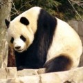 Männlicher Großer Panda (
