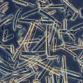 Mikrofasern aus Seide für feste und biologisch abbaubare Knochen-Implantate