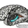 Neurale Stammzellen befinden sich unter anderem in der Gehirnregion des Hippocampus.