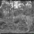 Nachts in die Kamerafalle getappt: Tiger im Chitwan-Nationalpark