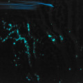 Blaues Plankton (oben) treibt an bläulichgrüner Koralle vorbei.