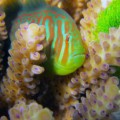 Die Korallengrundel Gobidon histrio lebt in Symbiose mit der Steinkoralle Acropora nausuta und schützt sie vor Schäden durch die giftige Haaralge Chlorodesmis fastigiata (ganz rechts).