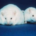 Dickleibigkeit bei Mäusen hängt von den Genen ab