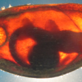 Die Forscher beobachteten die Reaktionen der Hai-Embryos in der Eihülle. 