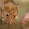 Ein Mäusejunges lernt, seine Schnurrhaare zur Orientierung zu nutzen