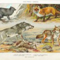 Einige Vertreter der Canidae: Polarfuchs (Vulpes lagopus), Rotfuchs (Vulpes vulpes), Mackenzie-Wolf (Canis lupus occidentalis) und Kojote (Canis latrans)