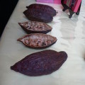 Kakao-Bohnen in frisch geöffneten Schoten