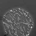 Das Bild zeigt einen Schmelz-Einschluss in Mondgestein, aufgenommen mit einem Elektronenmikroskop. Eingeschlossen in einen Olivin-Kristall hat der wasserhaltige Einschluss nur 30 Mikrometer Durchmesser.