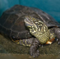 Chinesische Dreikielschildkröte (Chinemys reevesii) 