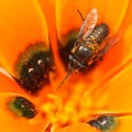 Männliche Hummelfliege sucht im Blütenstand des Korbblütlers Gorteria diffusa nach einem Weibchen.