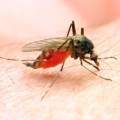 Stechmücken der Gattung Anopheles übertragen die Malaria-Erreger beim Blutsaugen.