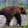 Der nordamerikanische Grizzlybär (Ursus arctos horribilis) hält etwa ein halbes Jahr Winterruhe.