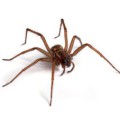 Die Große Winkelspinne (Tegenaria atrica) ist die größte heimische Spinnenart.