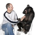 Schimpansen verfügen über eine größere Vielfalt an Darmbakterien als Menschen.