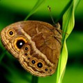 Nur in der Regenzeit bildet die tropische Schmetterlingsart Bicyclus anynana auffällige Augenflecke.