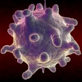 Rhinoviren bevorzugen kühlere Temperaturen zur Vermehrung.