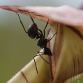 Ameise beim Nektarsammeln am Rand der Kannenfalle einer Nepenthes-Art.