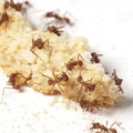 Ameisen nutzen das Angebot menschlicher Nahrungsreste in der Stadt.