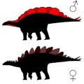 Die möglichen Silhouetten männlicher und weiblicher Exemplare der Art Stegosaurus mjosi 