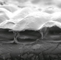 Zwiebelhautzellen unter dem Mikroskop: Elektrische Spannungen können die Zellen auf Wunsch verformen