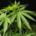 Die Hanfpflanze (Cannabis) enthält auch Wirkstoffe gegen Wurmparasiten.