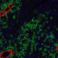 Durch rot und grün fluoreszierende Proteine lassen sich Leberstammzellen gentechnisch veränderter Mäuse im Mikroskop sichtbar machen.