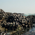 Muschelbank - Mit starken Adhäsionskräften halten sich die Muscheln selbst auf feuchtem Gestein unter Salzwasser fest. 