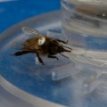 Markierte Honigbiene am Futterspender