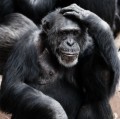 Sind Schimpansen doch nicht altruistisch?