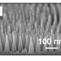 Vorbild Zikadenflügel: Winzige Nanokegel verbessern auf einer bionischen Oberfläche die hydrophoben Eigenschaften.