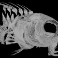 Schädel des giftigen Dreistreifen-Säbelzahnschleimfischs (Meiacanthus grammistes) - rechts unten sind die auffälligen Giftzähne des Unterkiefers zu erkennen