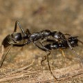 Eine Megaponera analis-Ameise trägt ein verletztes Mitglied der eigenen Kolonie zurück ins Nest.