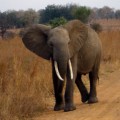 Trotz langer Lebensdauer und großer Körpermasse haben Elefanten ein geringeres Krebsrisiko als Menschen.