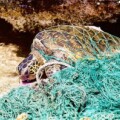 Alte Fischernetze aus Nylonfasern sind für viele Meerestiere oft tödlich.